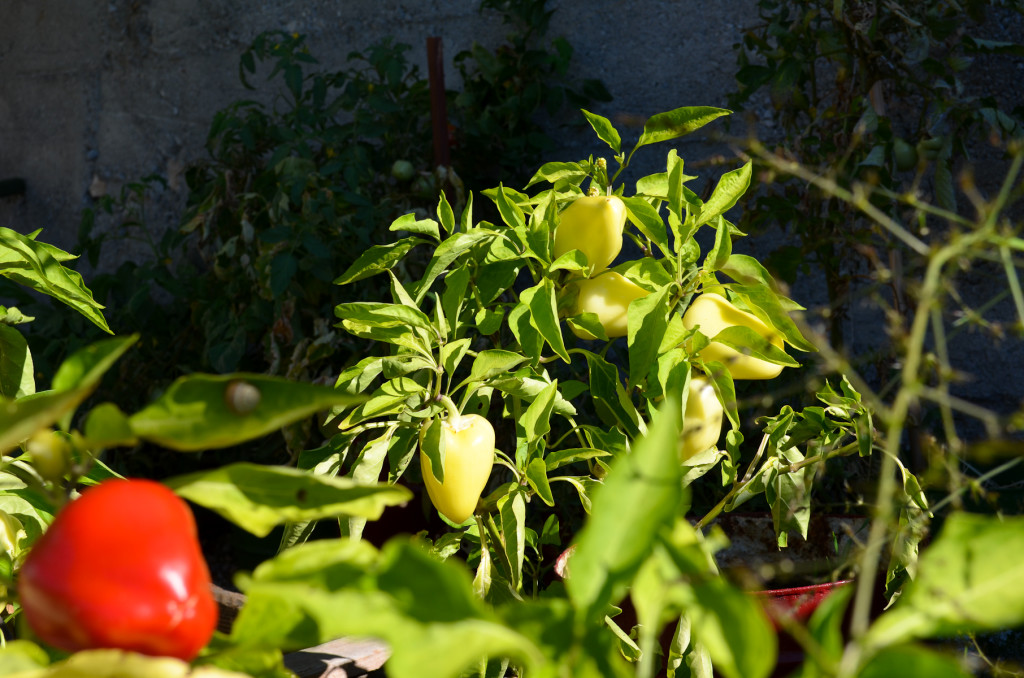 The peppers are still doing very well! 