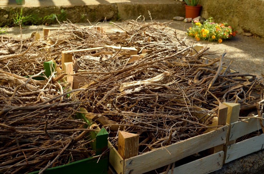 Sorting kindling out of dried rosemary bushes! 