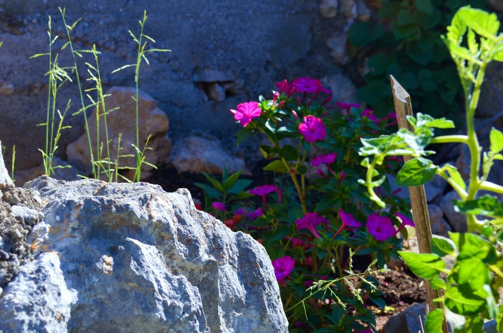 After a few proper rains, everything started to  flourish! 