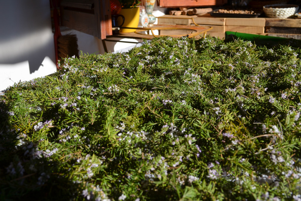 Picking, drying and sorting like crazy! 